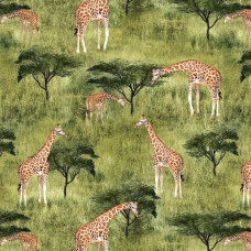 African Safari - 0223 J Giraffe Savannah